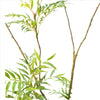 Garvee 6Ft Realistic Artificial Mahonia Fortunei Tree With Pot For Home Office Balcony Lobby Décor Large Green